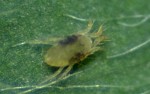 human spider mite